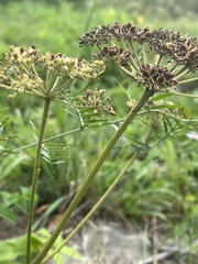 Angelica lucida