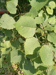 Populus