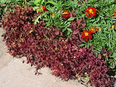 Oxalis stricta rufa