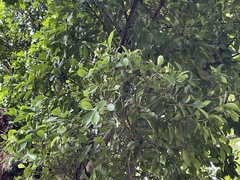 Ficus