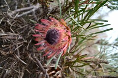 Protea pudens