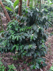 Coffea arabica