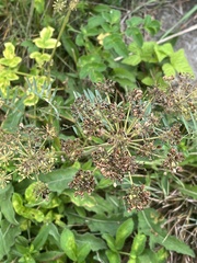 Angelica lucida