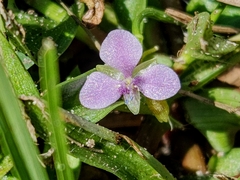 Murdannia nudiflora