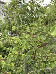 Bauhinia lunarioides
