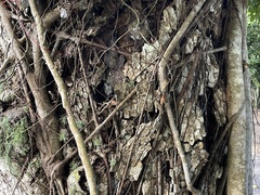 Ficus