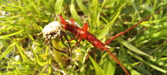 Chenoderus testaceus