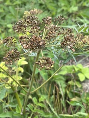Angelica lucida