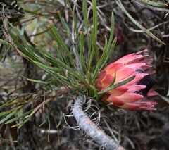 Protea pudens