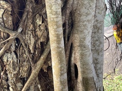 Ficus
