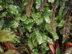 Pseudotaxiphyllum elegans