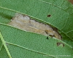 Phyllonorycter argentinotella