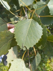 Populus grandidentata