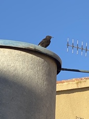 Oenanthe leucura
