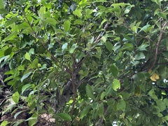 Ficus