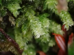 Pseudotaxiphyllum elegans