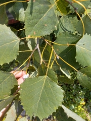 Populus grandidentata