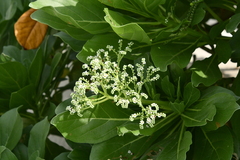 Heliotropium arboreum