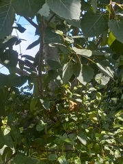 Populus grandidentata