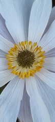 Knowltonia tenuifolia