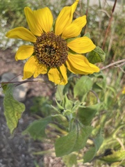 Helianthus annuus