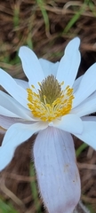 Knowltonia tenuifolia