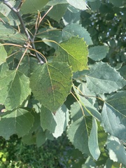 Populus grandidentata