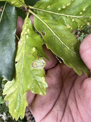 Neuroterus floccosus