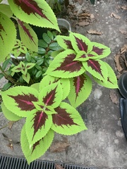 Coleus scutellarioides