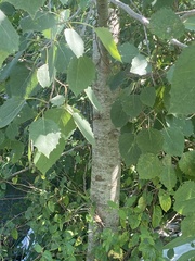 Populus grandidentata