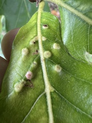 Neuroterus floccosus