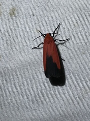 Ptychoglene coccinea