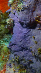 Halisarca caerulea