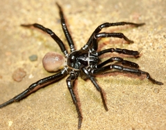 Bothriocyrtum californicum