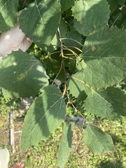 Populus grandidentata