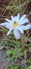 Knowltonia tenuifolia