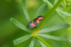 Cercopis vulnerata