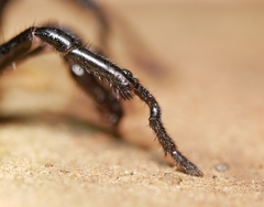Bothriocyrtum californicum