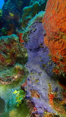 Halisarca caerulea