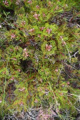Serruria fasciflora