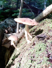 Bolbitius aleuriatus