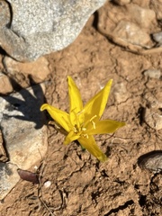 Sternbergia lutea lutea