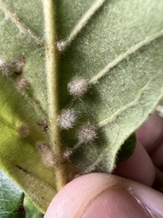 Neuroterus floccosus