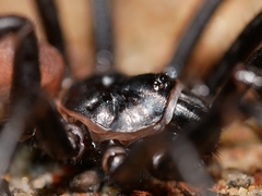 Bothriocyrtum californicum