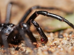 Bothriocyrtum californicum