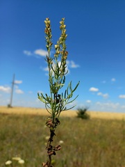 Veronica austriaca