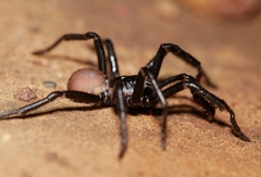 Bothriocyrtum californicum