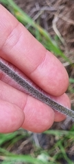 Knowltonia tenuifolia