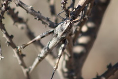 Acrididae