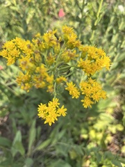 Solidago rigida